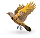 Alabama-bird