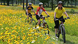biking through a field of flowers