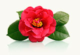 Facts-state-flower
