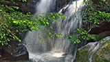 Places-bankhead-dismals-canyon