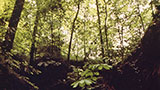 Places-bankhead-forest