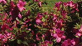 Places-cahaba-myrtle-hill