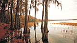 Places-conecuh-florala-wetlands