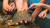 Places-dauphin-estuarium-sea-lab