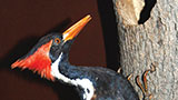Places-mountcheaha-anniston-natural-history