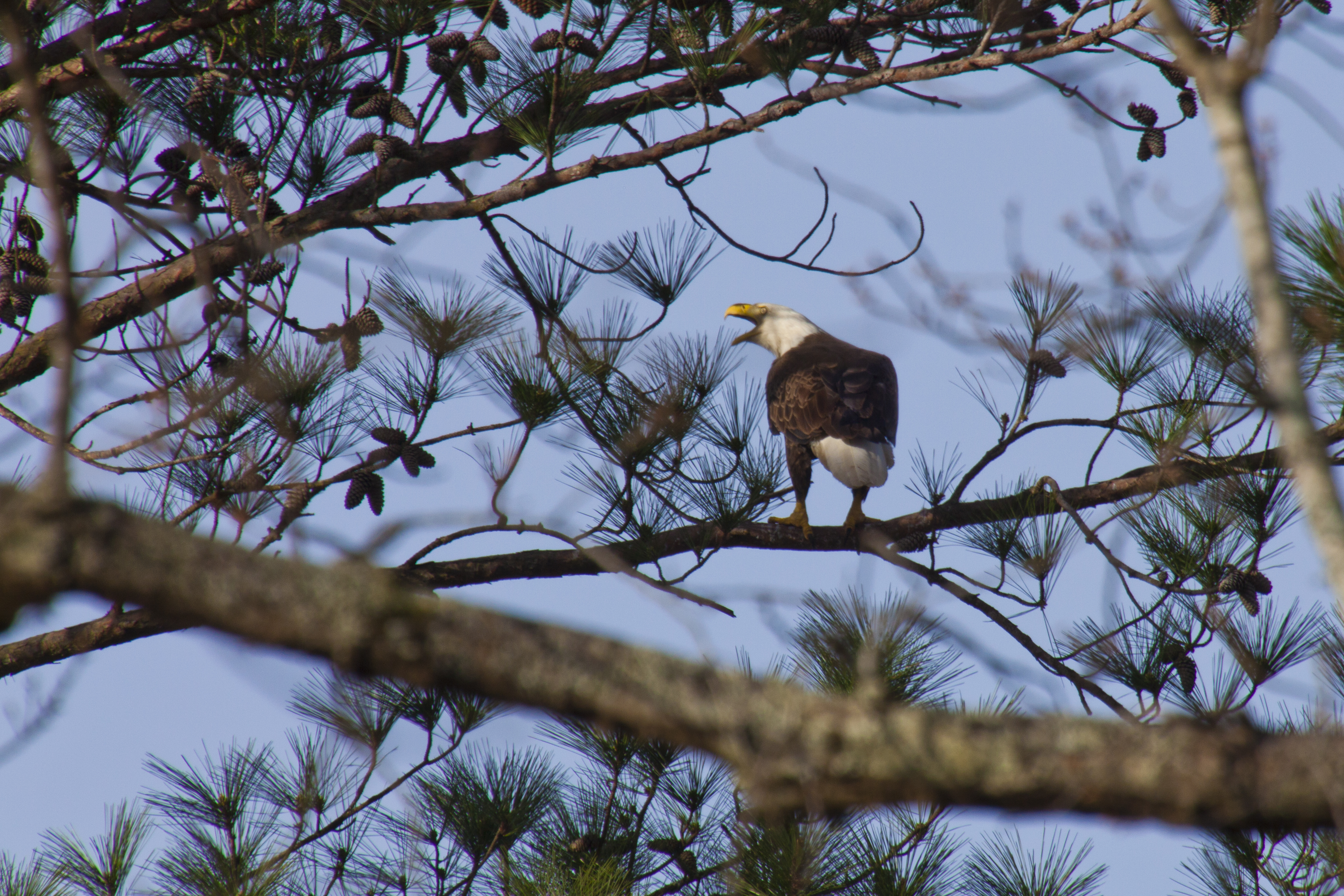 Shenandoah Plantation Union Springs Alabama.Travel