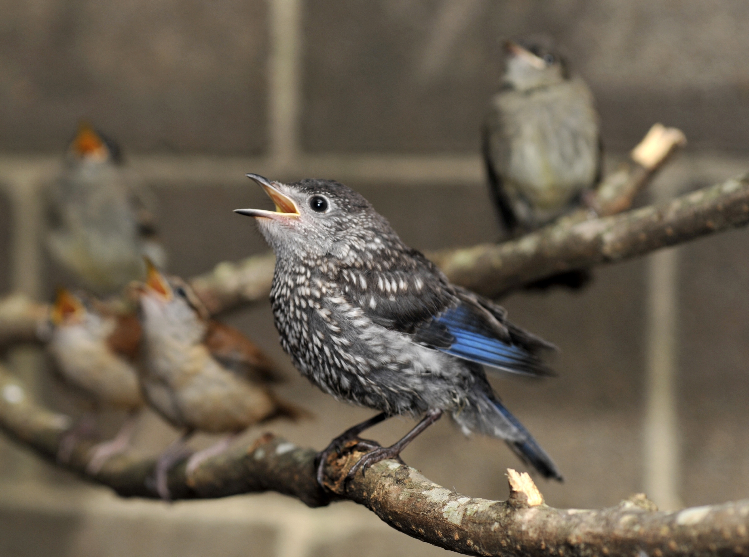 Alabama Wildlife Center's Baby Bird Shower