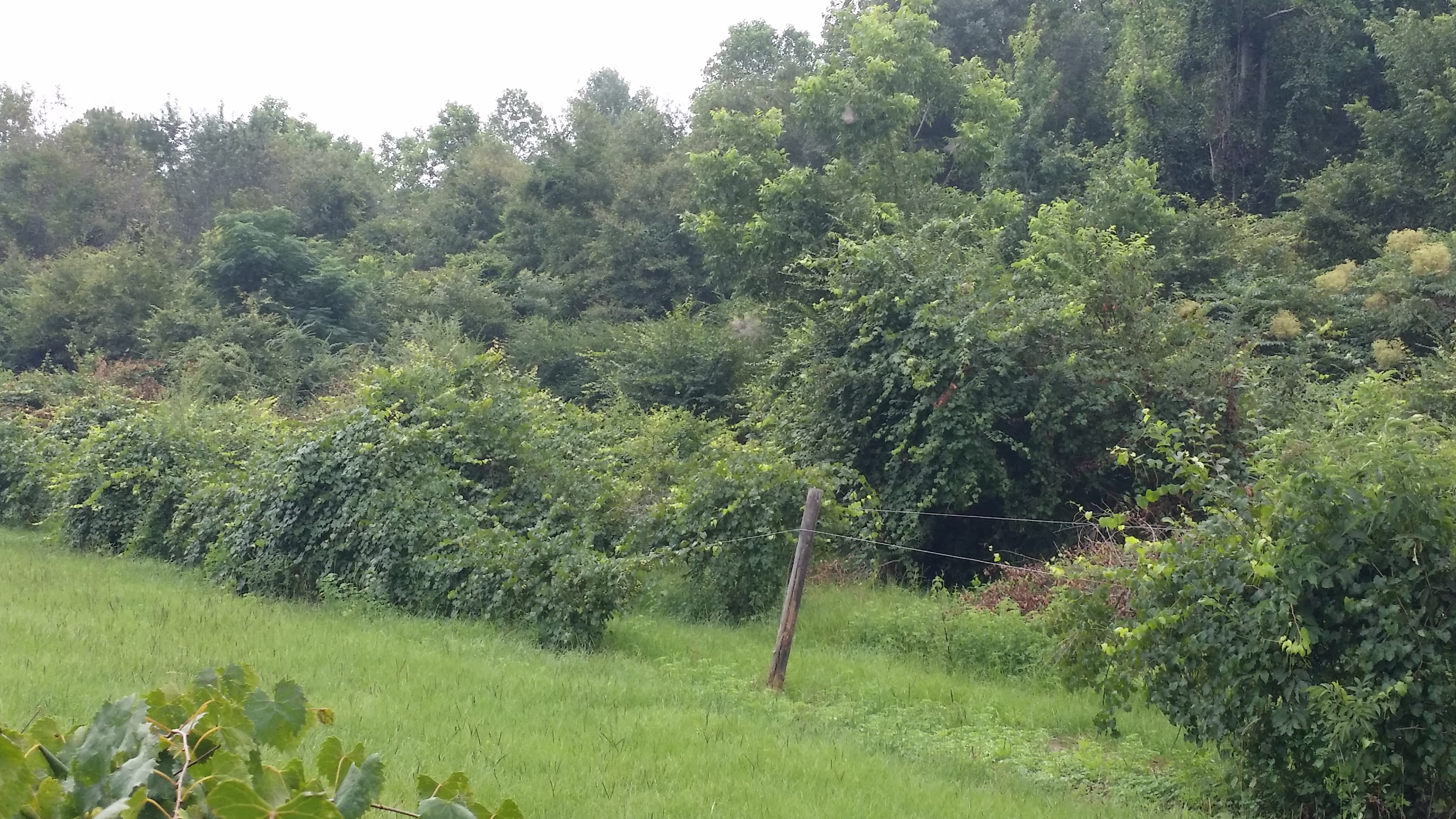 Perdido Vineyards Perdido Alabama.Travel