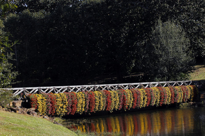 Fall Outdoor Cascading Chrysanthemums at Bellingrath Gardens and Home