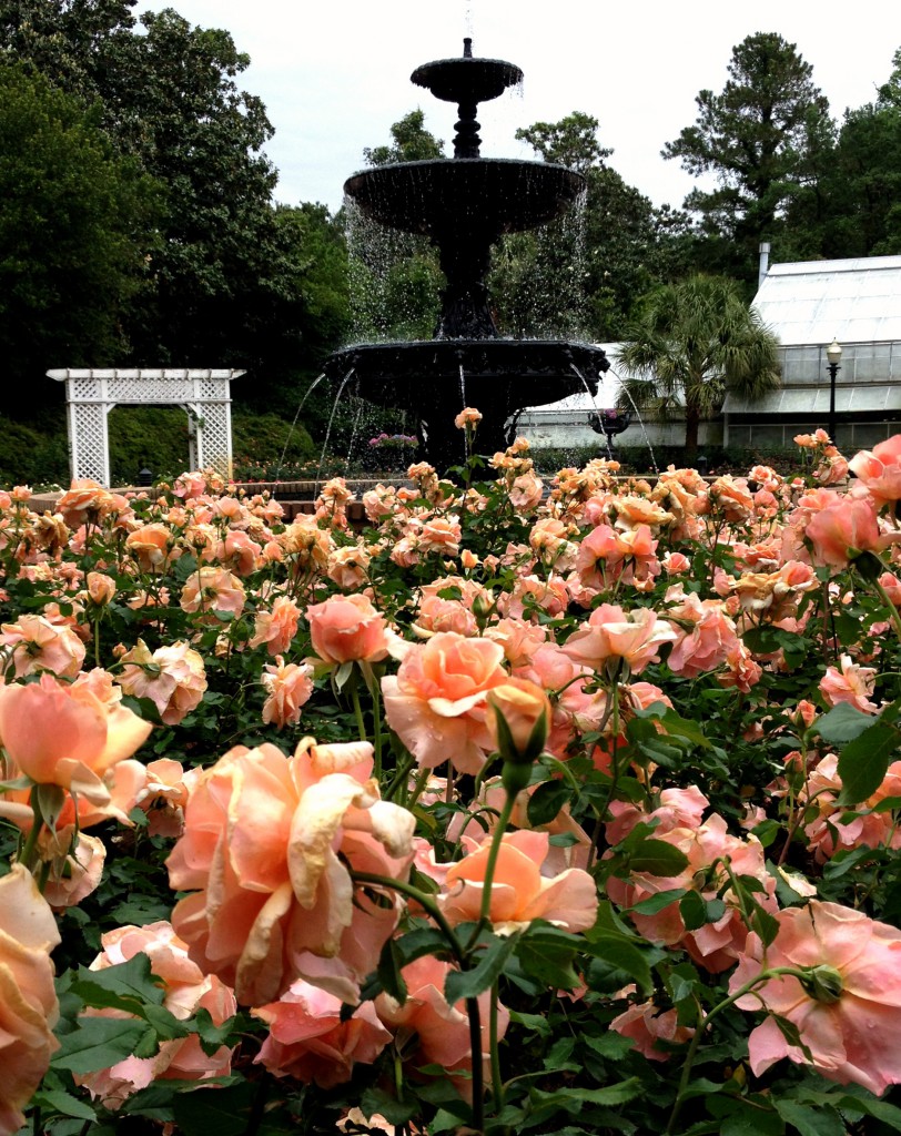 Rose Bloom Out at Bellingrath