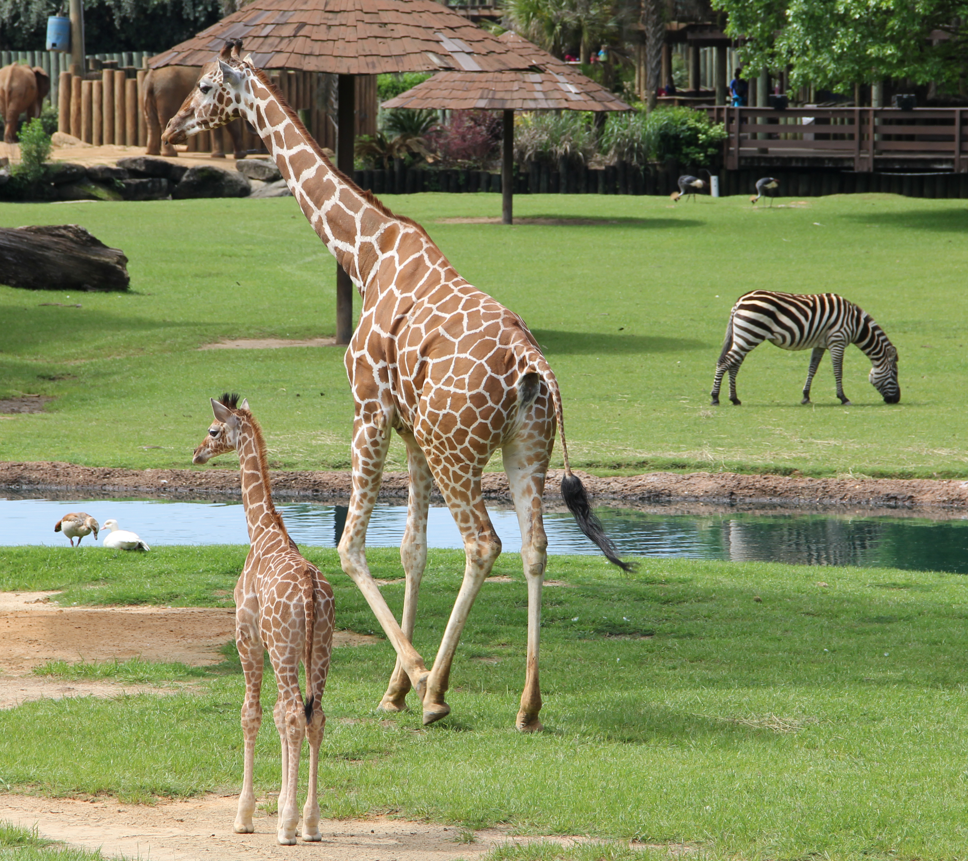 Montgomery Zoo and Mann Wildlife Learning Museum