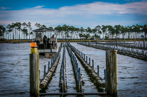 Slide_murder_point_oysters_a