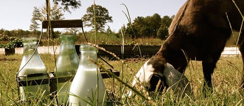 Slide_creamery5_713c_1_