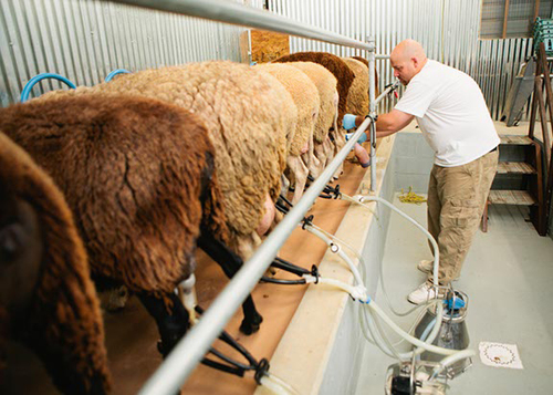 Slide_milking