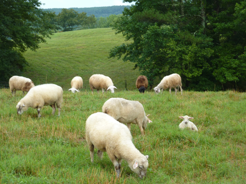 Slide_dsd_sheep_in_the_field