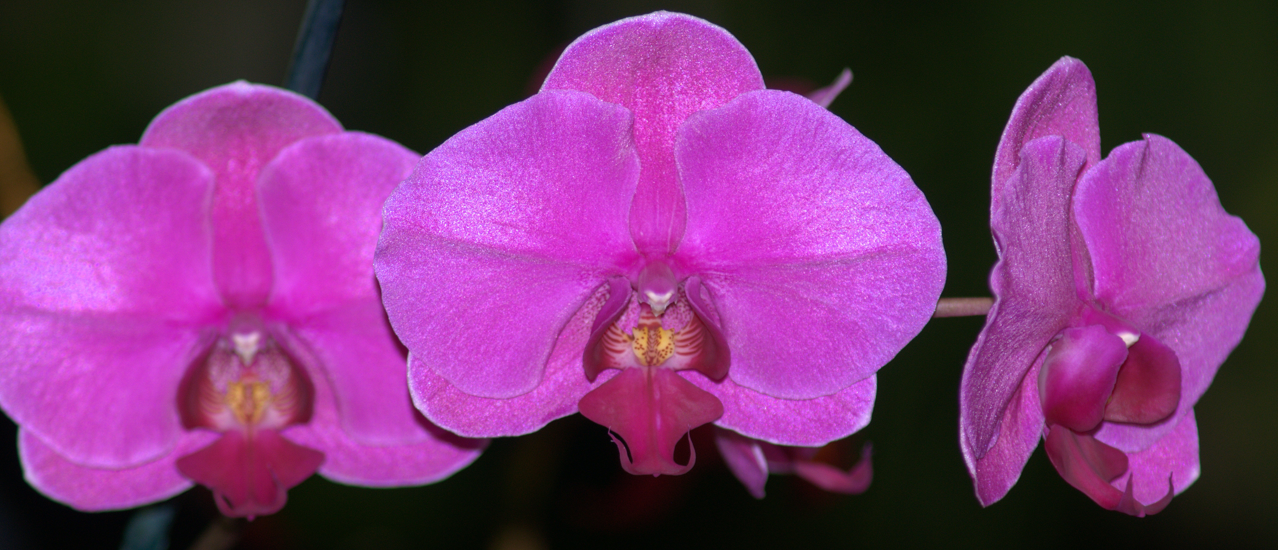 Mobile Area Orchid Society's 43rd Annual Orchid Show and Sale