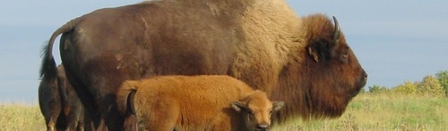 Slide_bison_ranch_2