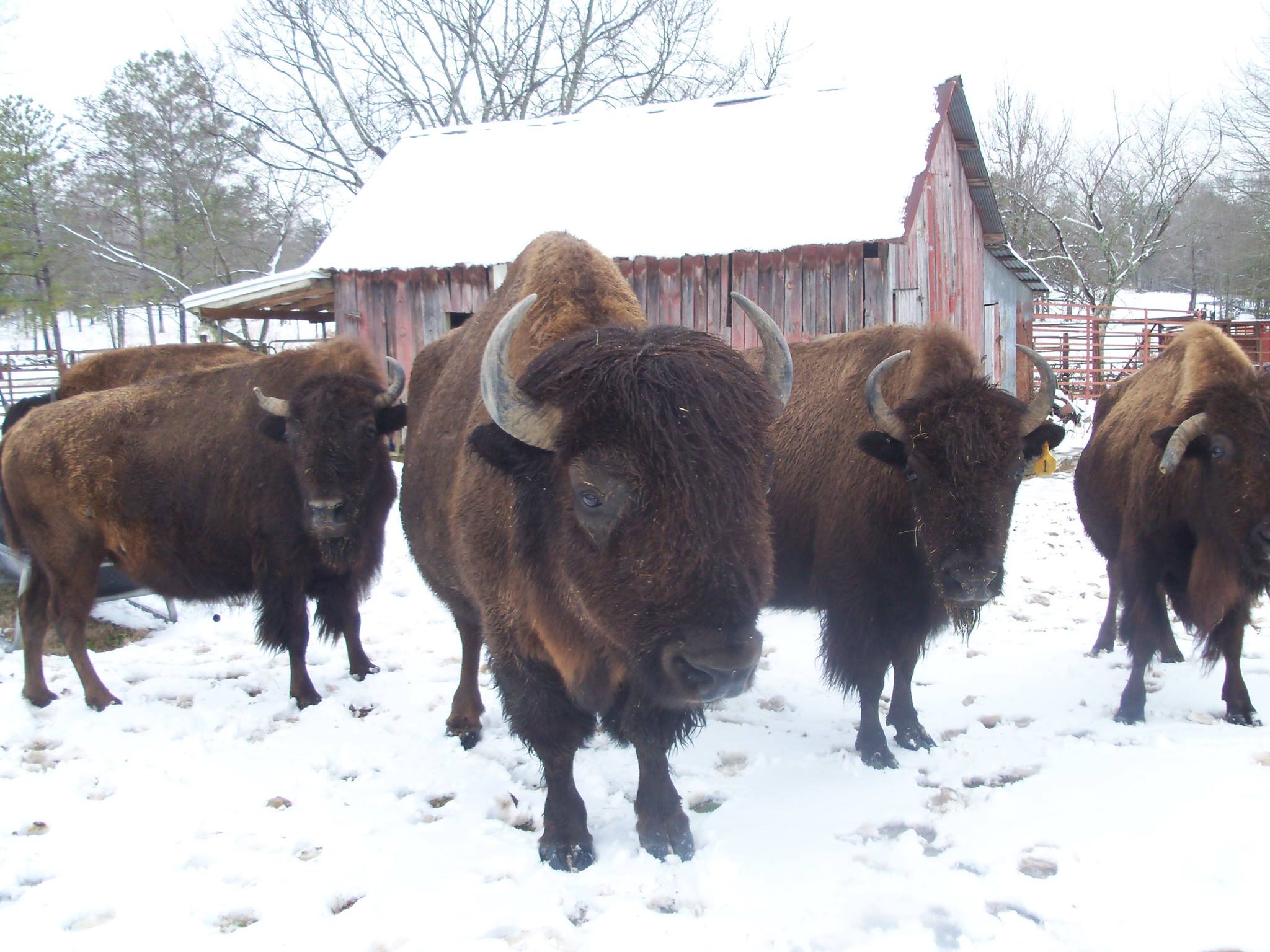 Boundary Line Bison Ranch - Piedmont - Alabama.Travel