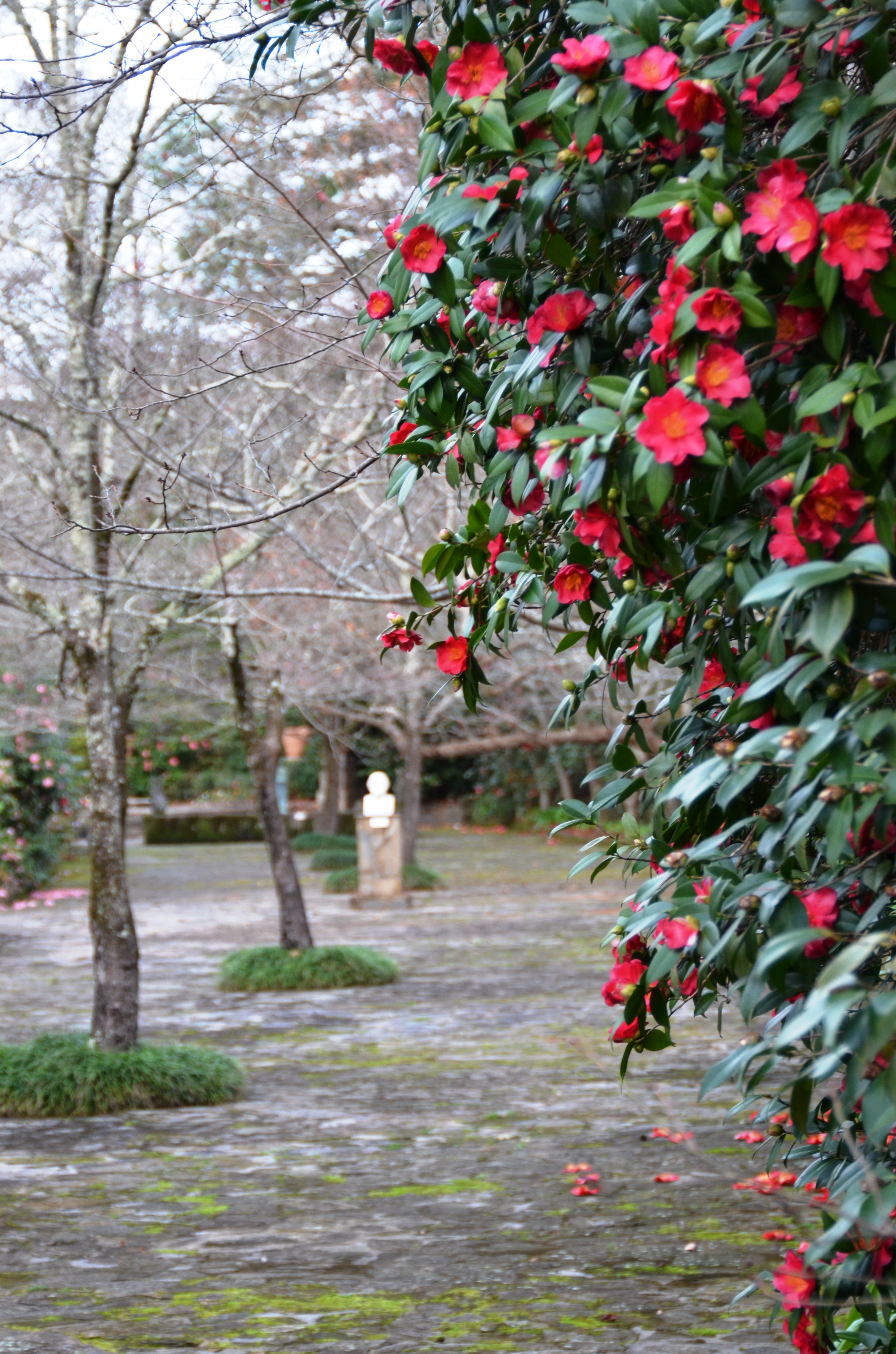 Camellia Show