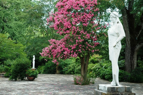 Slide_crape_myrtle