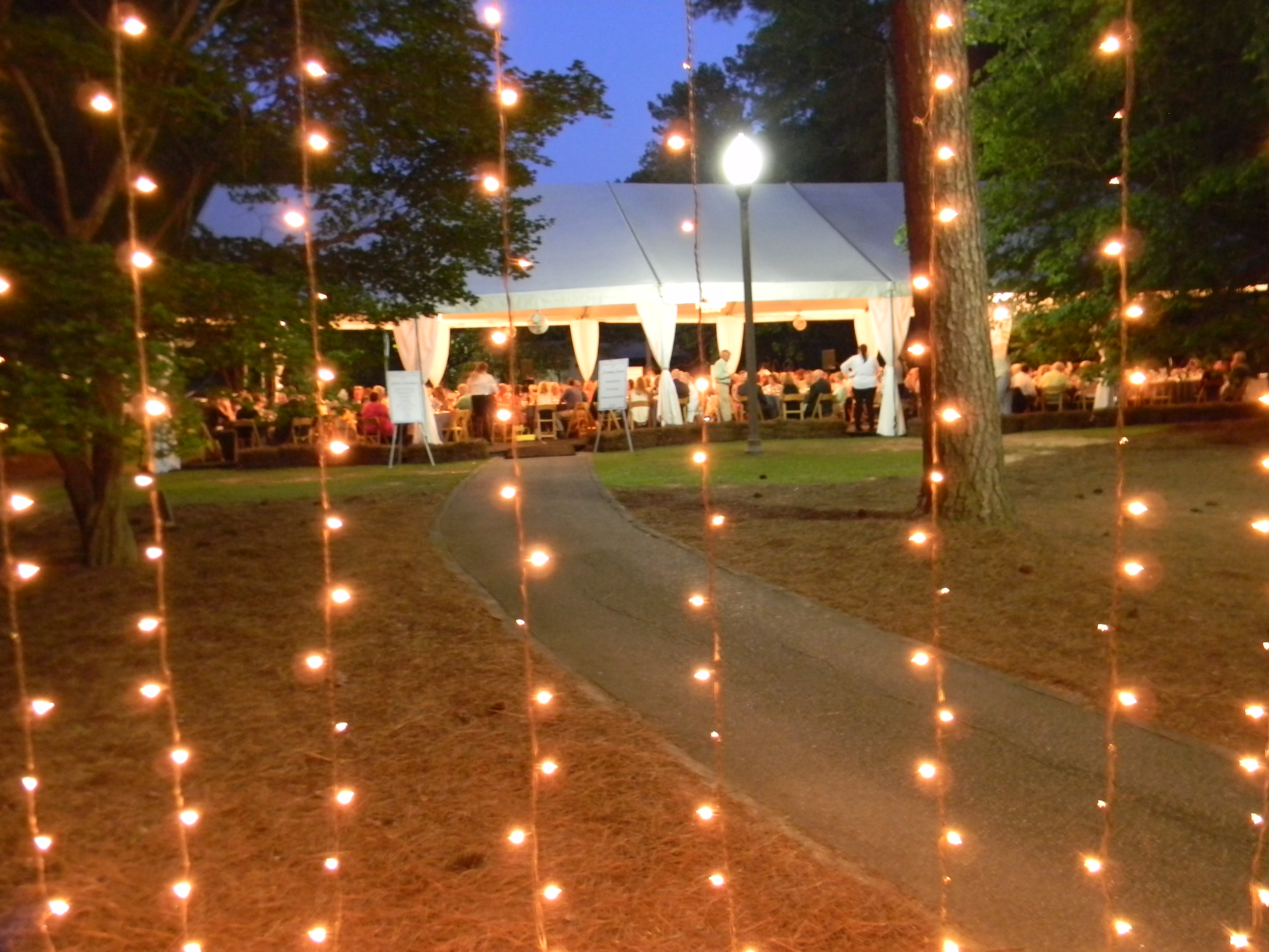 Hydrangeas Under the Stars 2021
