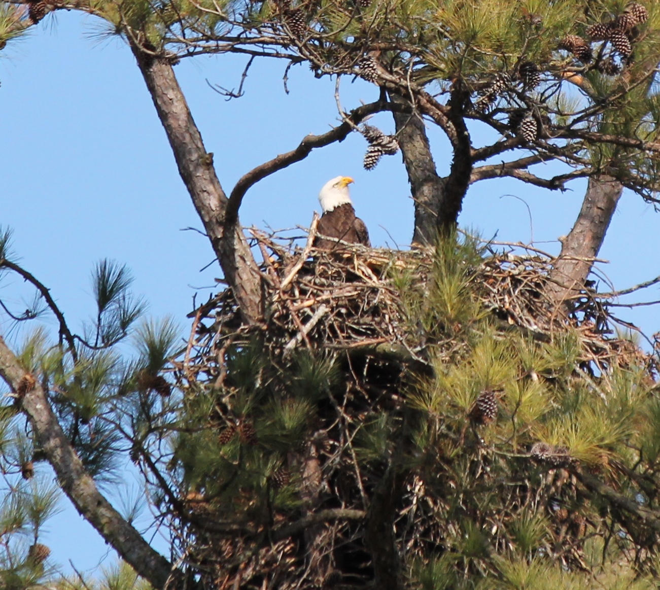 35th Annual Eagle Awareness at Lake Guntersville State Park