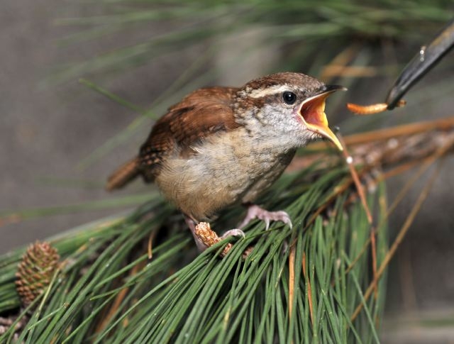 Alabama Wildlife Center's Baby Bird Season