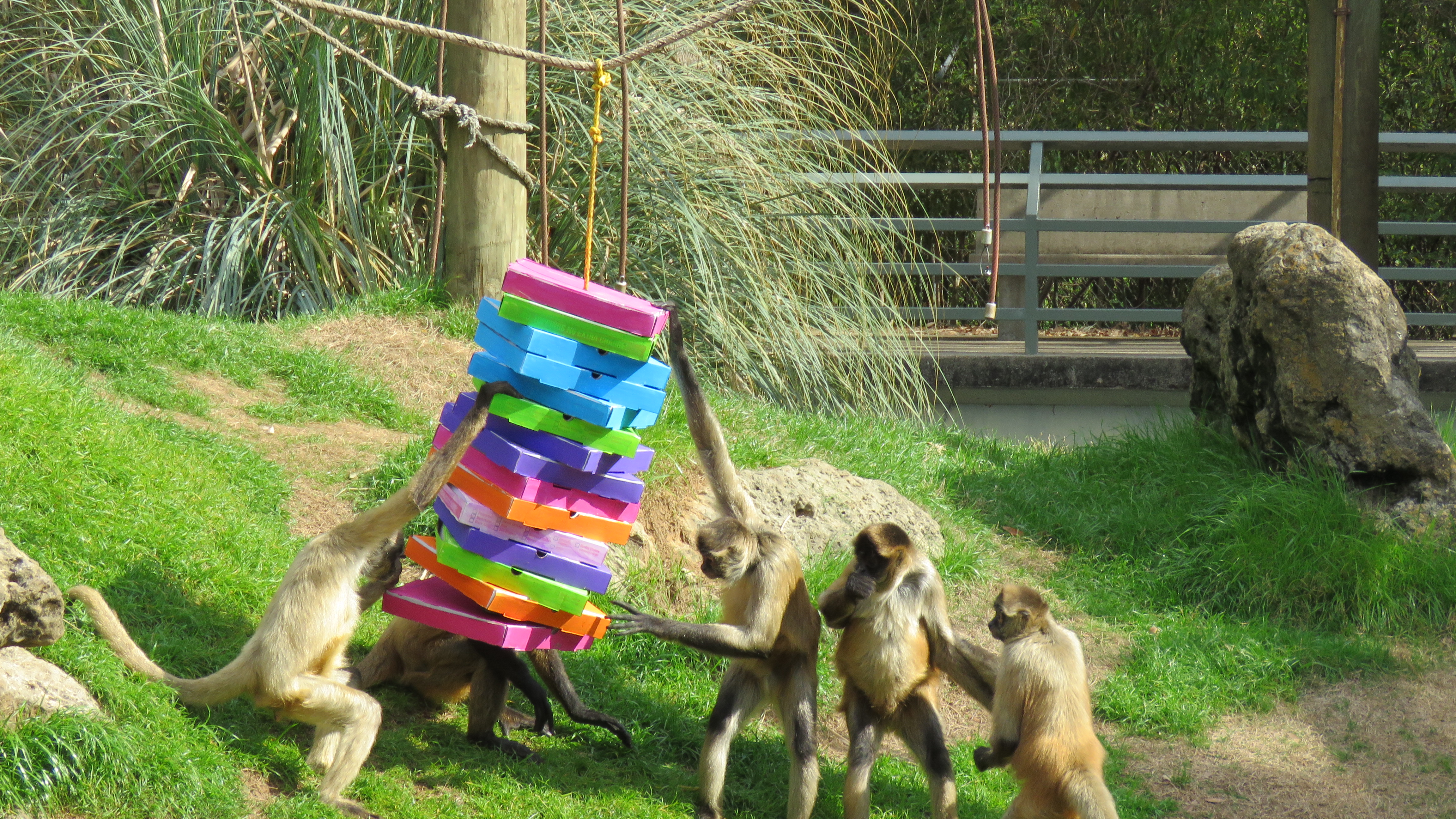 Animal Enrichment Day