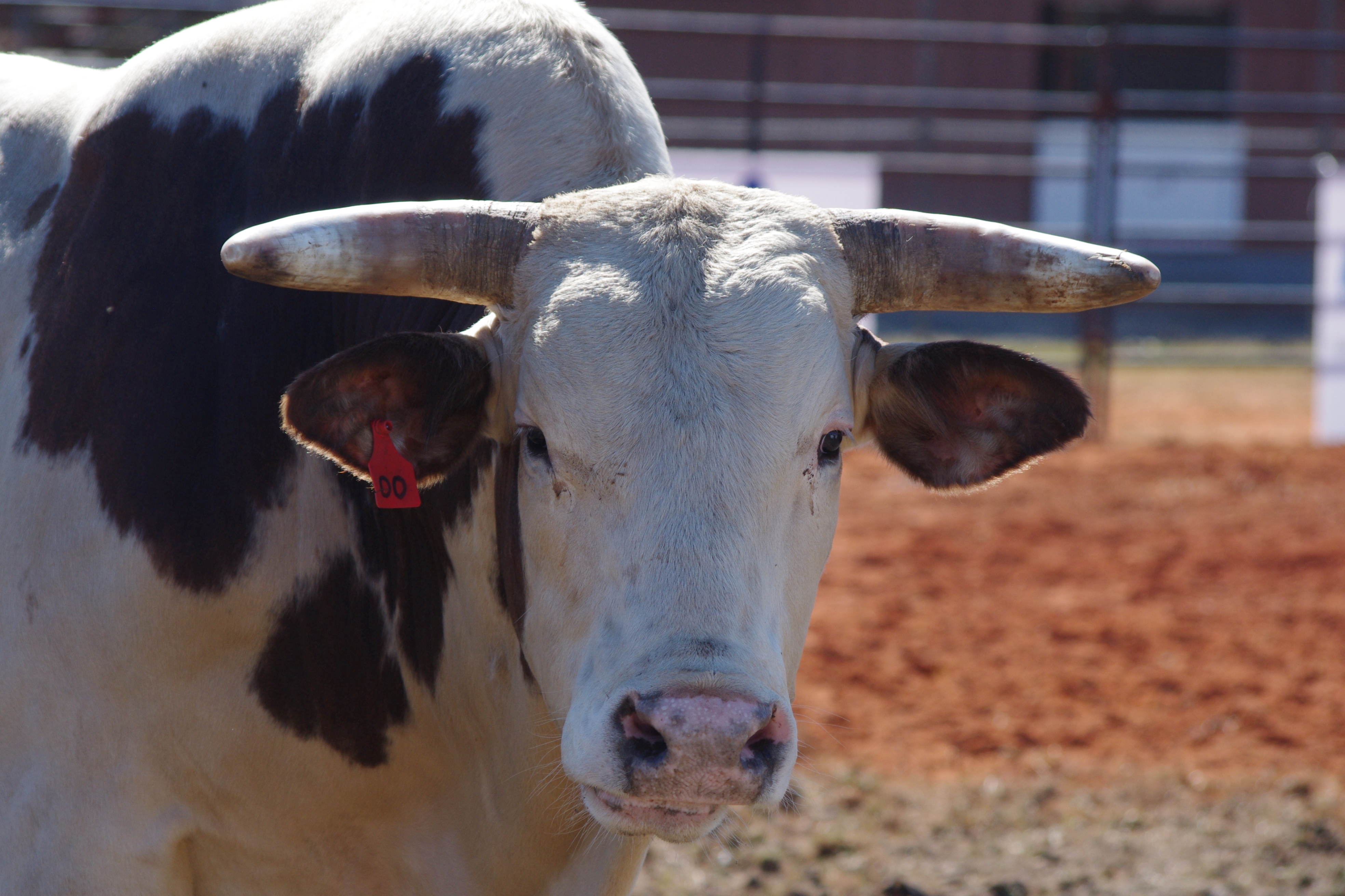 South Alabama Pro Rodeo Classic Ozark Alabama.Travel