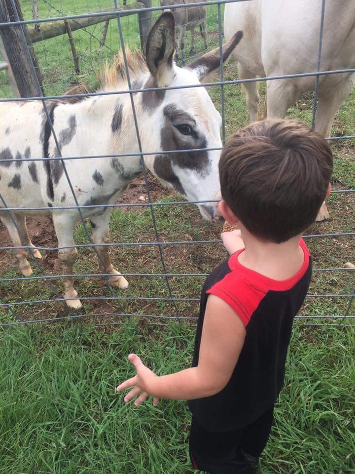 Big Donkey Festival