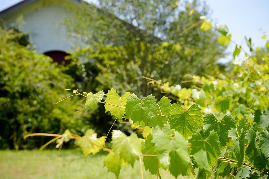 Perdido Vineyards