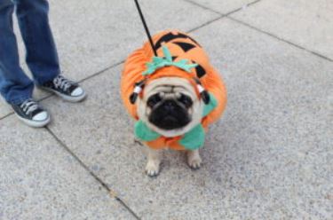 Howl-O-Weenie Pawty