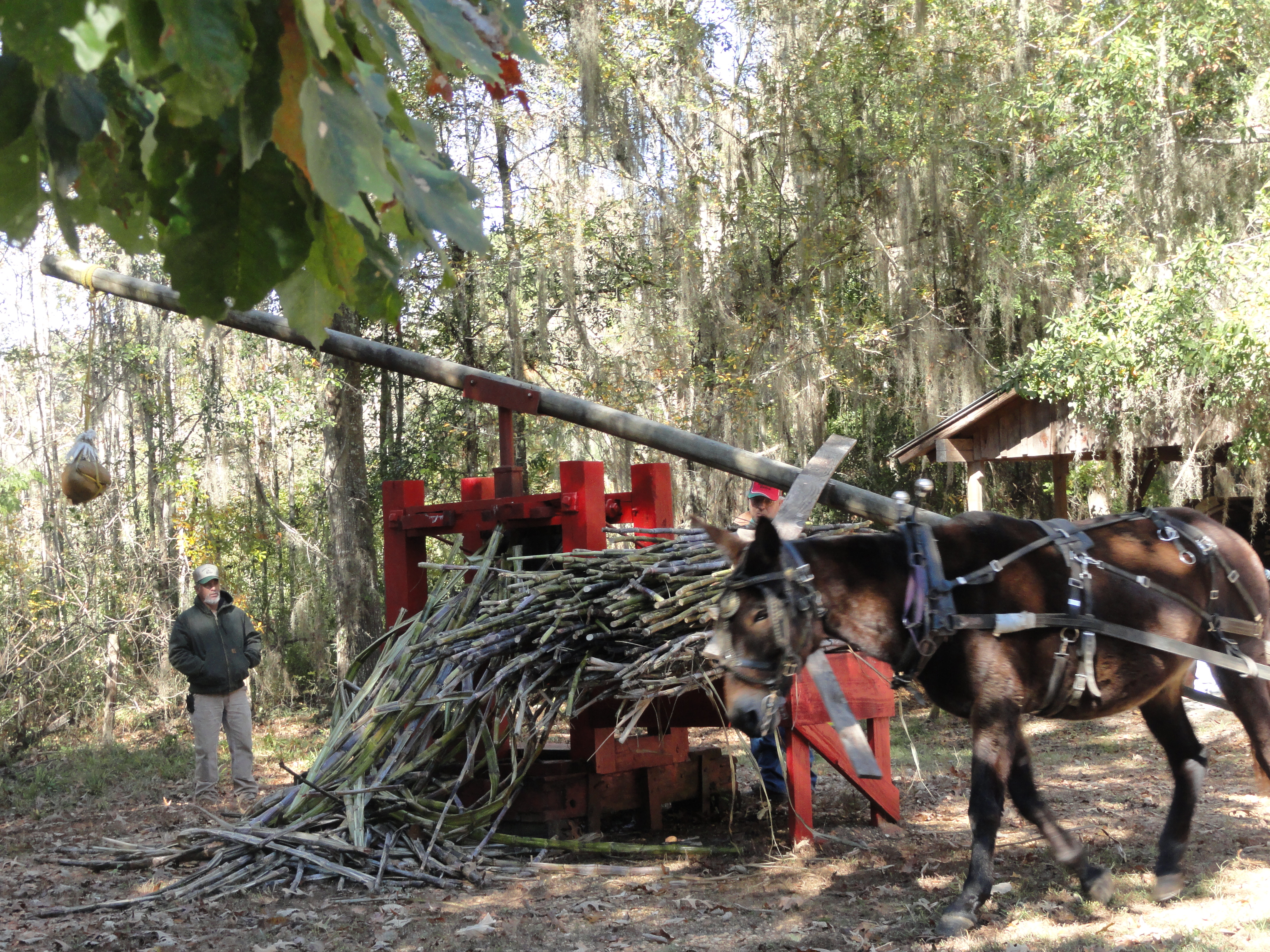 Cane Syrup Makin Day at Rikard s Mill Historical Park