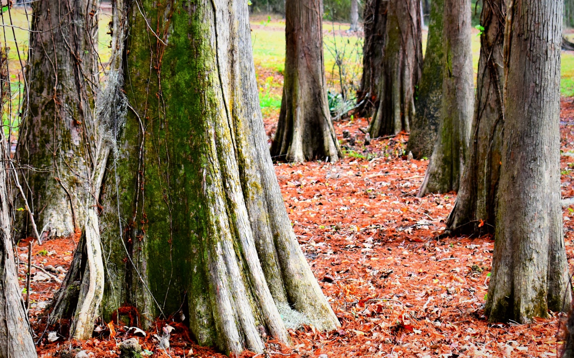 Delta Dash - Live Oak Challenge