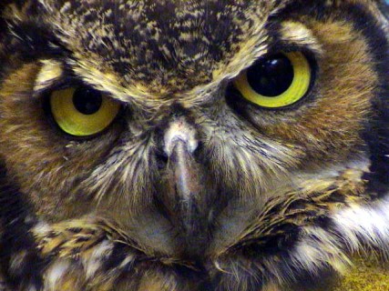 Alabama Wildlife Center's Owl-O-Ween