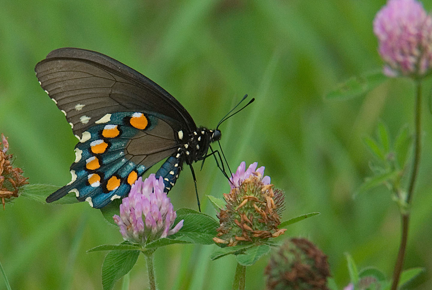 Purdy Butterfly House Open