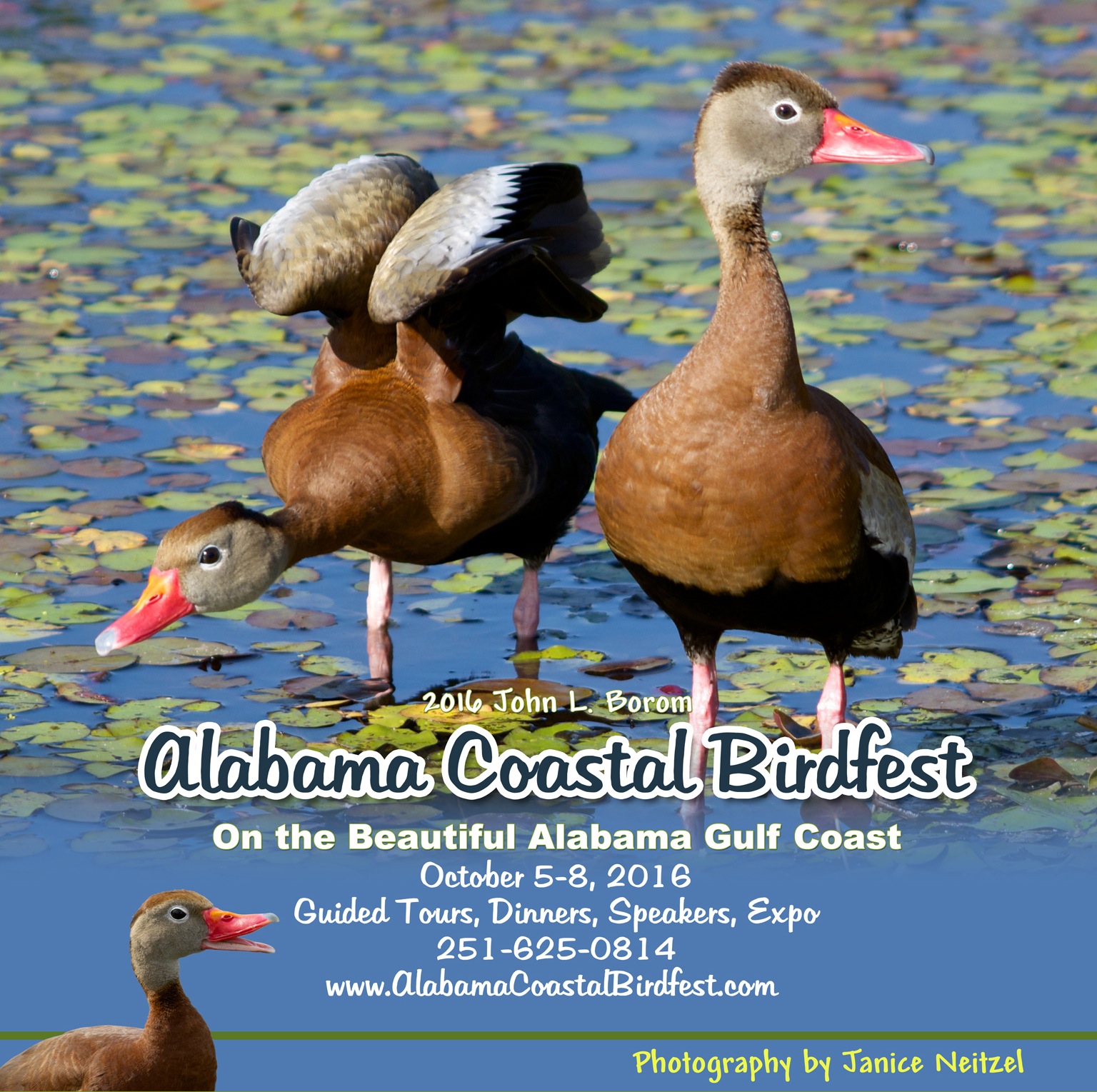 Alabama Coastal BirdFest 2020