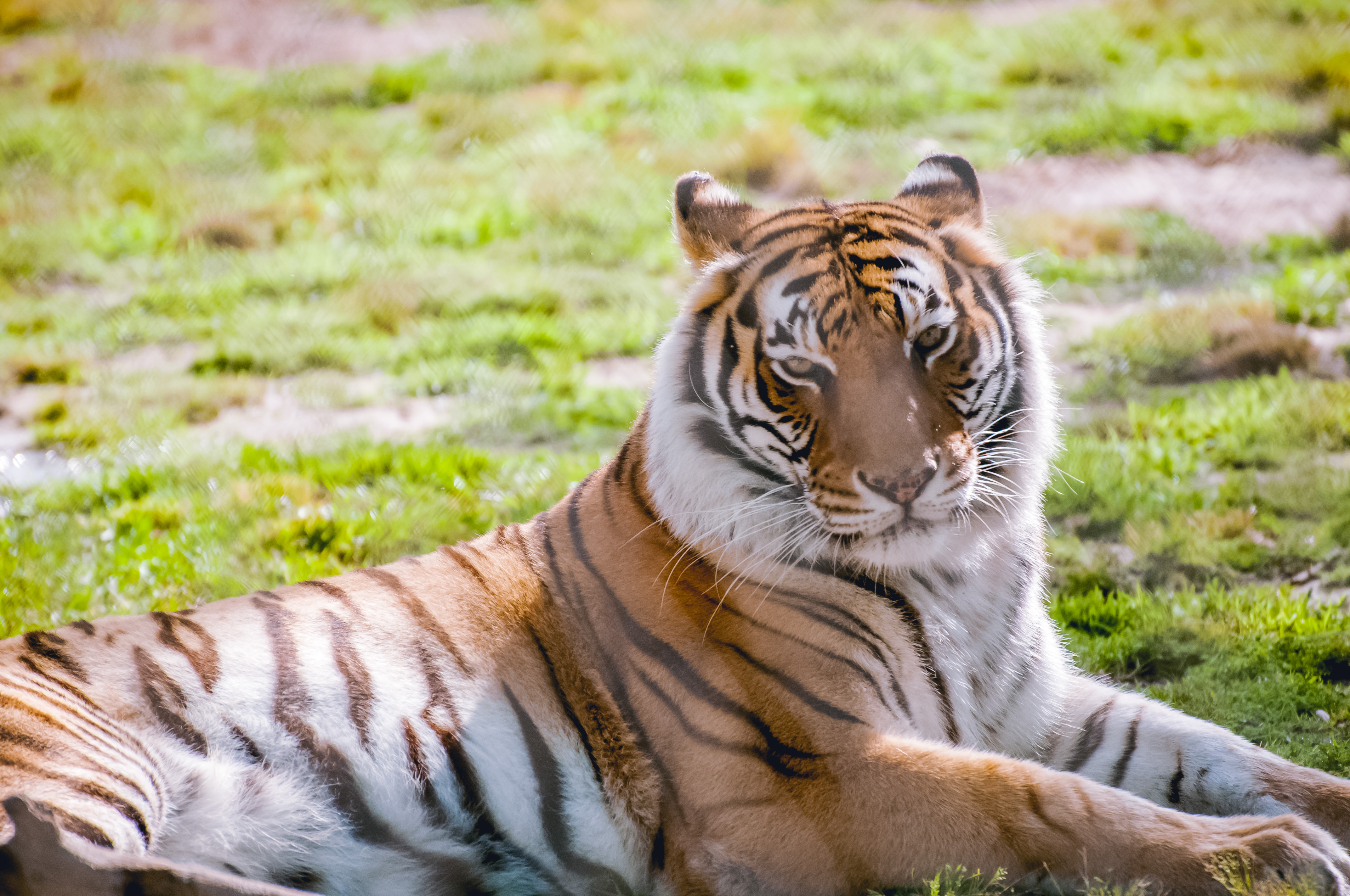 Alabama Gulf Coast Zoo - Gulf Shores