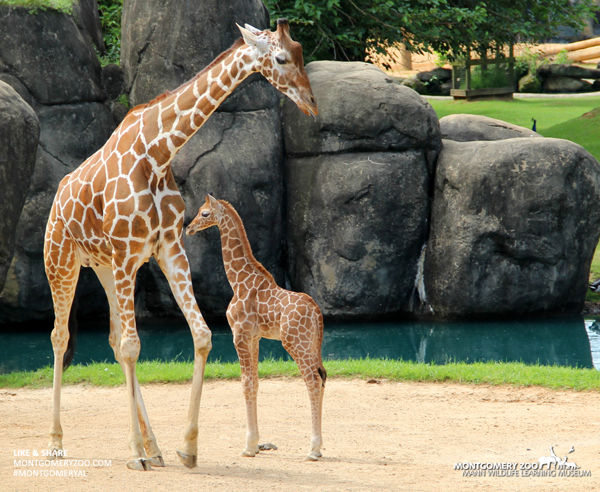 Earth Day Safari