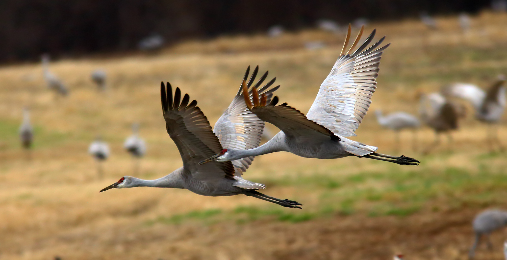 Festival Of The Cranes Decatur Al 2025 Brooke Cristin