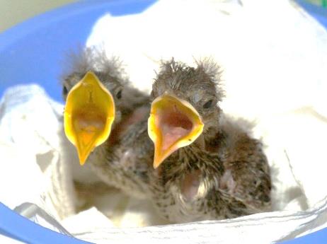 https://alabama-travel.s3.amazonaws.com/partners-uploads/photo/image/5f46c8b5fd8c950008fe9b11/BabyBird.jpg