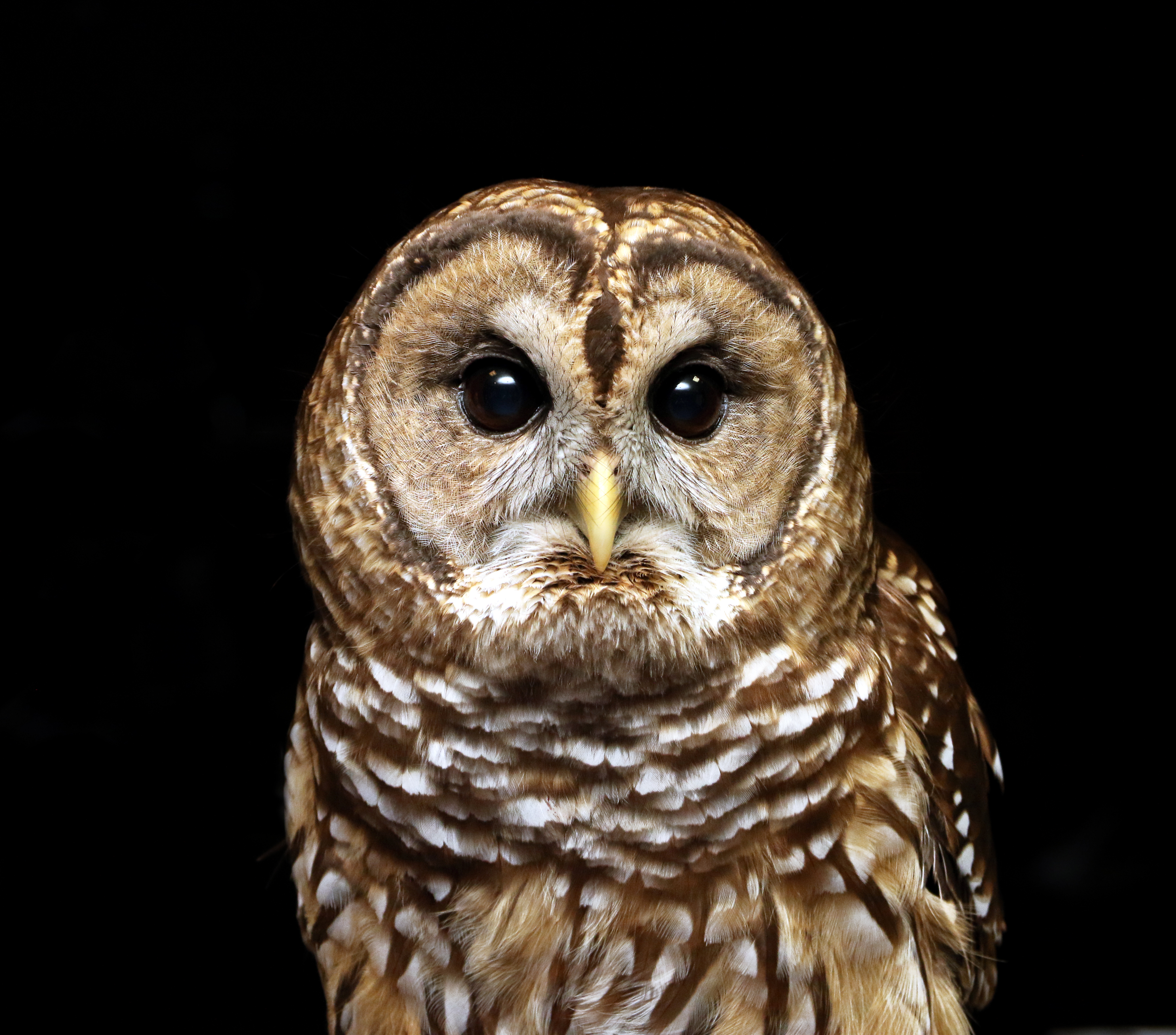 Alabama Wildlife Center's Owl-O-Ween
