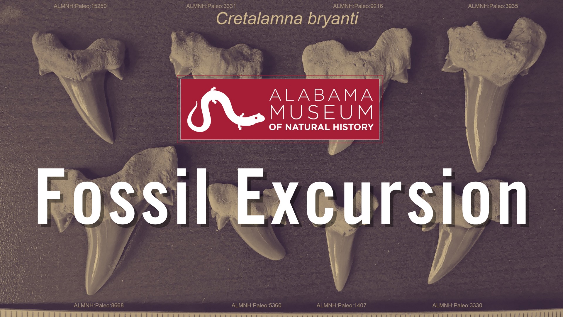 Fossil Excursion