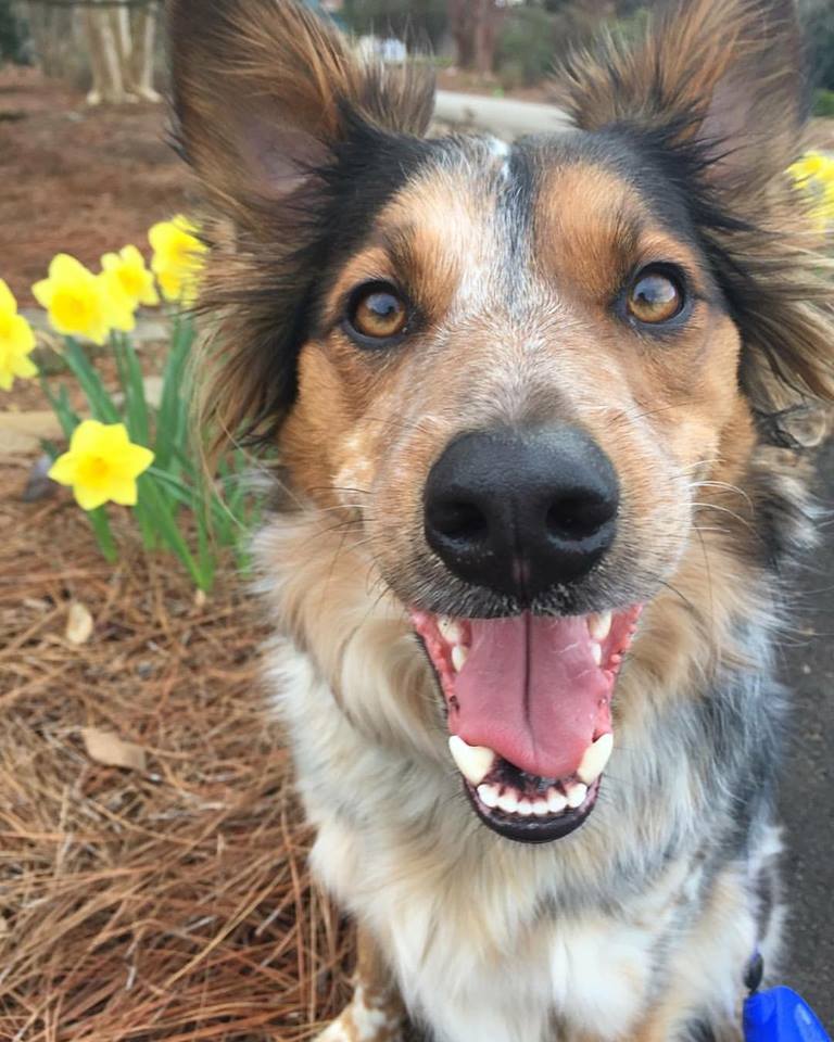 Dog Days at the Garden
