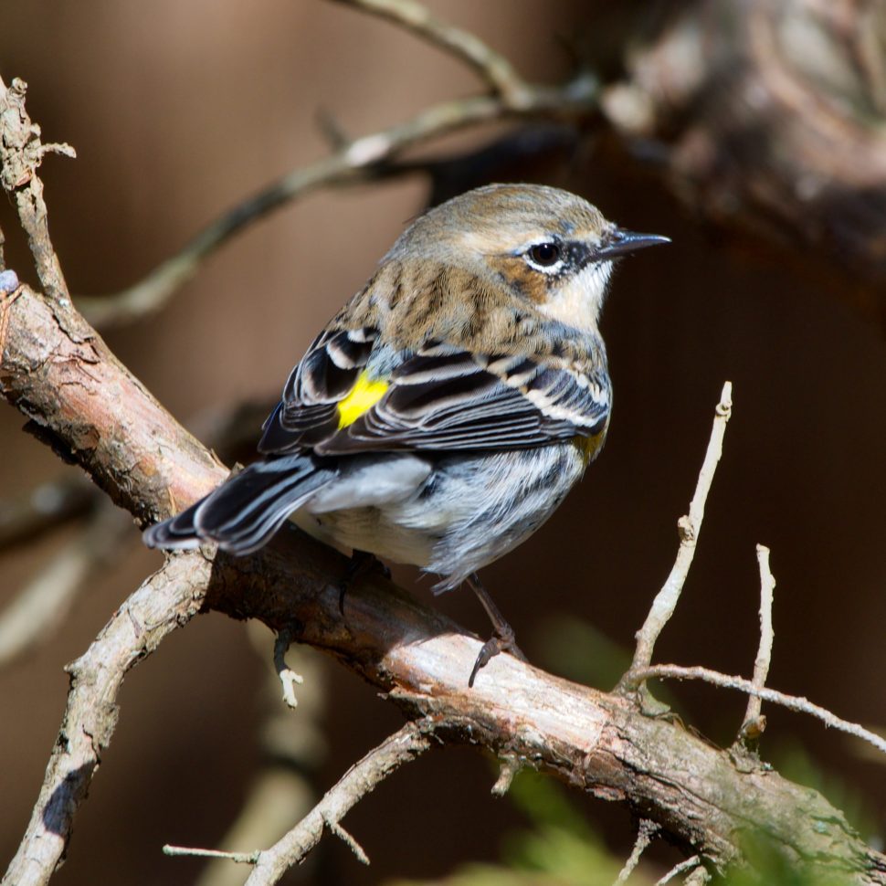 Great Backyard Bird Count - Huntsville - Alabama.Travel