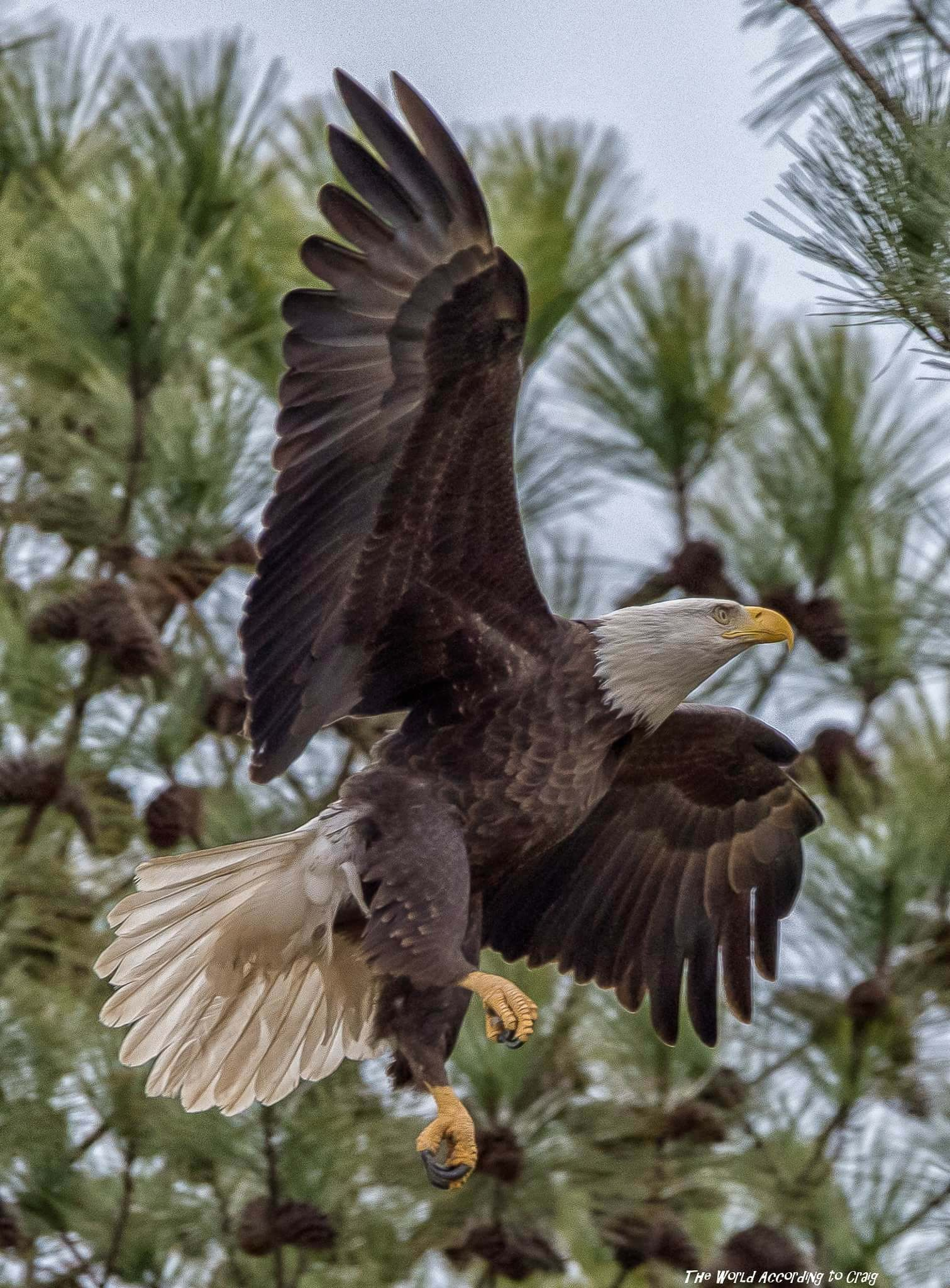 Annual Eagle Awareness Event at Lake Guntersville State Park