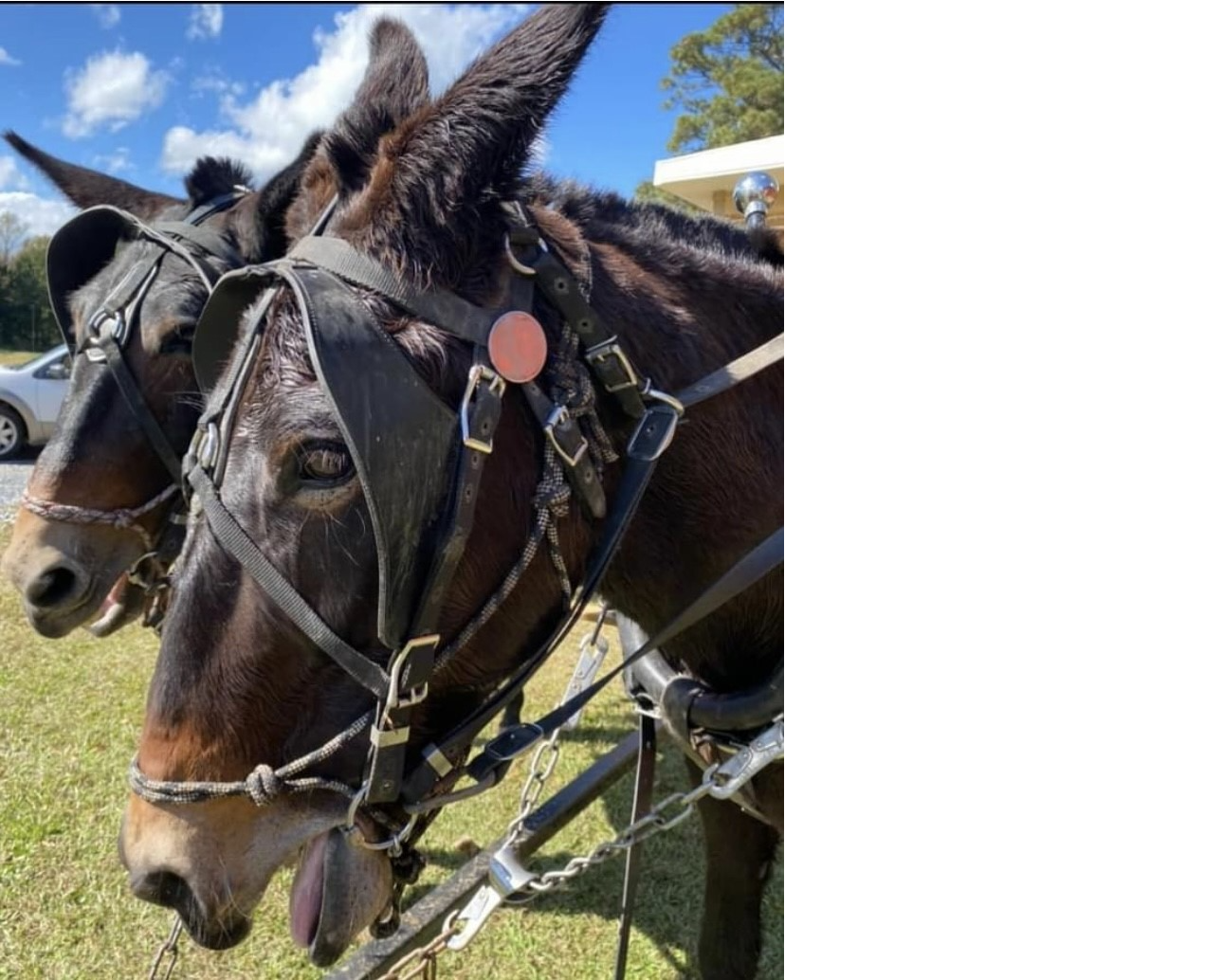 2025 Weogufka Mule Day 