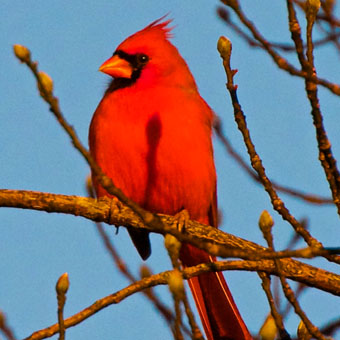 Feathered February