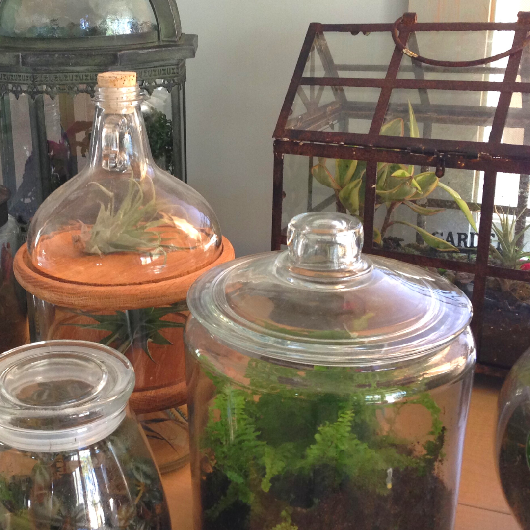 Terrariums: Bringing Gardening Indoors| In-person class