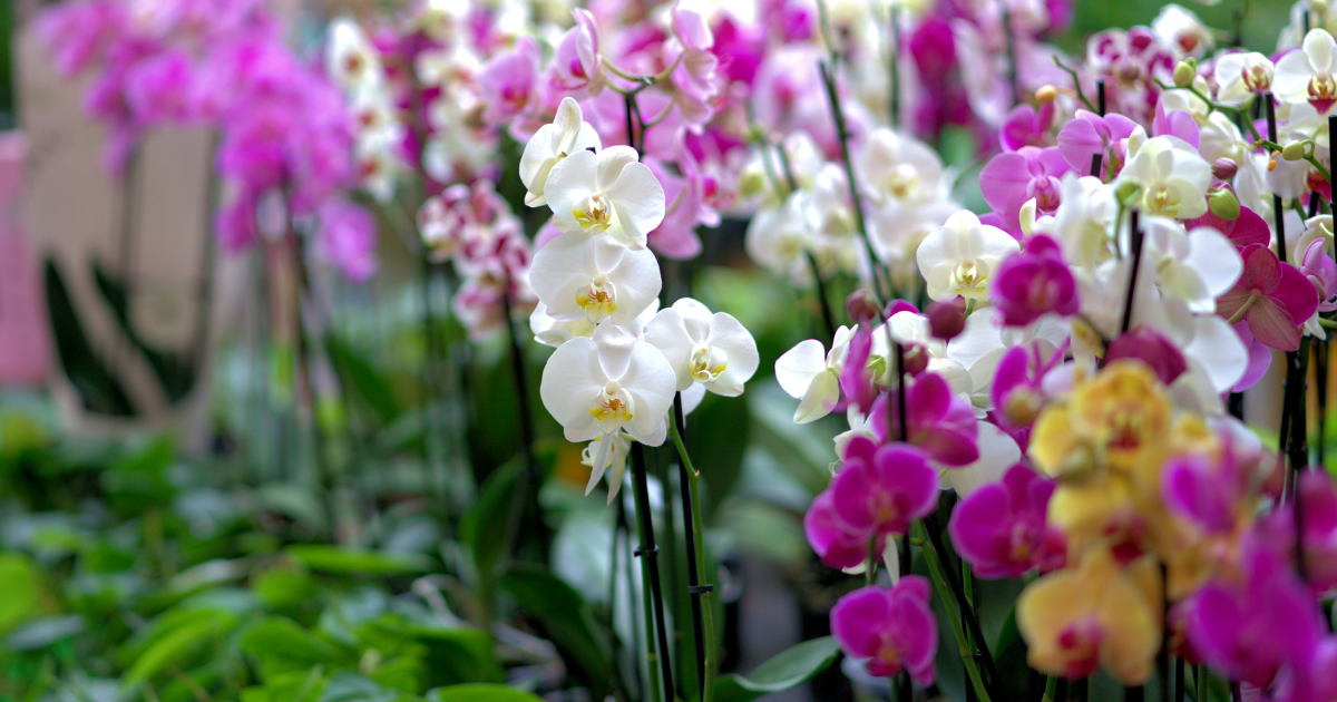 Orchid Repotting 101 | In-person class